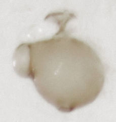 Ptinella ferruginea