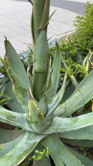 Agave attenuata
