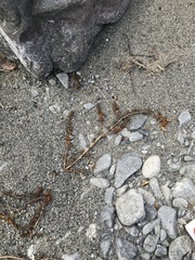 Myriophyllum triphyllum