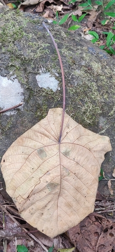 Image of Macaranga indica by (c) T R Shankar Raman, some rights reserved (CC BY)