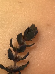 Myriophyllum triphyllum