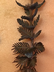 Myriophyllum triphyllum