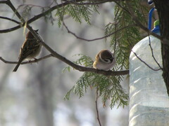 Passer montanus