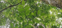 Staphylea malabarica