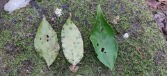 Staphylea malabarica