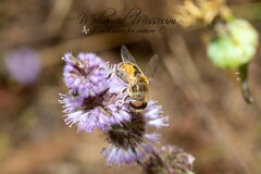 Eristalis arbustorum