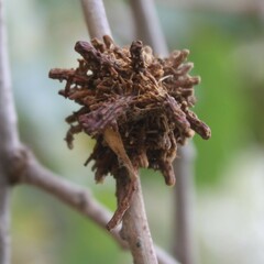 Andricus caputmedusae