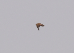 Emberiza