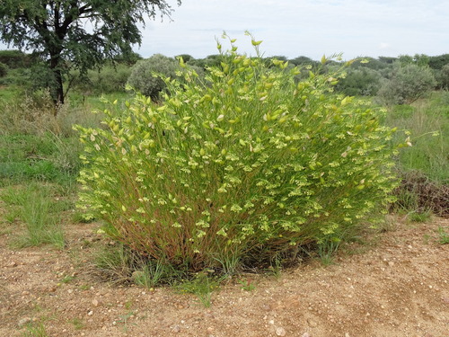 Narrow-leaf Cotton Bush