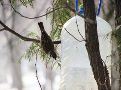 Passer montanus