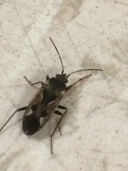 Rhyparochromus vulgaris