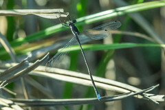 Chlorolestes tessellatus