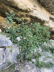 Bowkeria verticillata