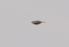 Alauda arvensis