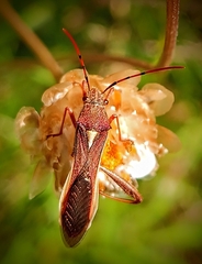 Mirperus jaculus