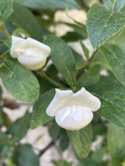 Bowkeria verticillata