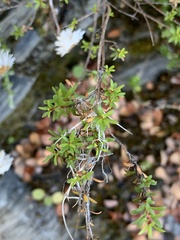 Leptospermum scoparium