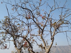 Dendrophthoe falcata