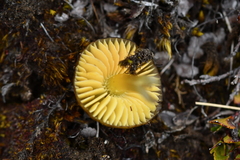Hygrocybe