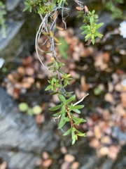 Leptospermum scoparium