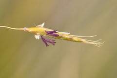 Chionochloa