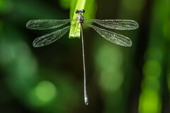 Ecchlorolestes nylephtha