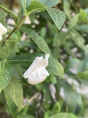 Bowkeria verticillata