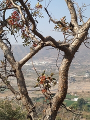 Dendrophthoe falcata