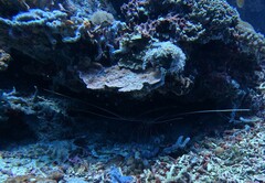 Panulirus versicolor