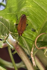 Ellipsidion humerale