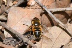 Eristalis similis