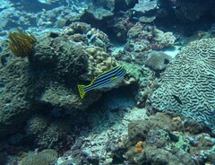 Plectorhinchus vittatus