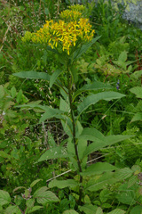 Senecio ovatus
