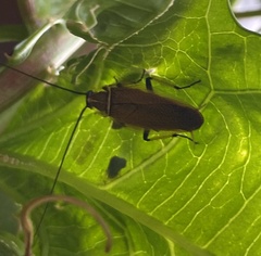 Ellipsidion humerale