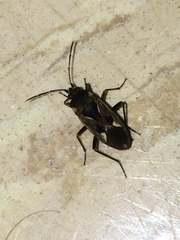 Rhyparochromus vulgaris