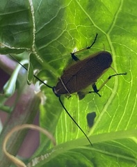 Ellipsidion humerale