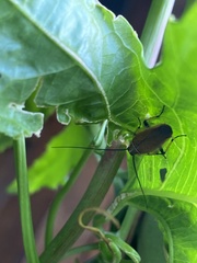 Ellipsidion humerale