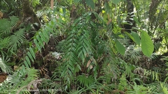 Stenochlaena palustris