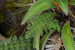 Anisotome haastii