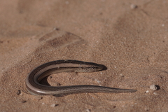 Chalcides mionecton