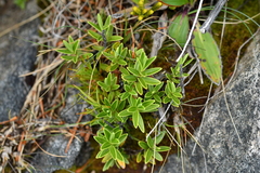 Veronica subalpina