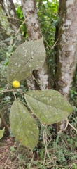 Ficus exasperata
