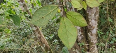 Ficus exasperata