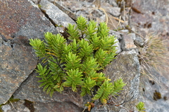 Veronica subalpina