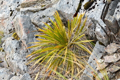 Aciphylla