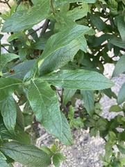 Bowkeria verticillata