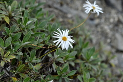 Celmisia durietzii