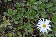 Celmisia durietzii