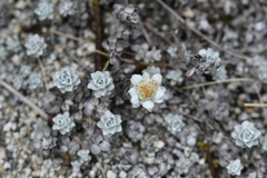 Leucogenes grandiceps