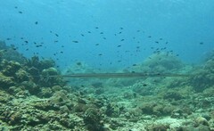 Fistularia commersonii